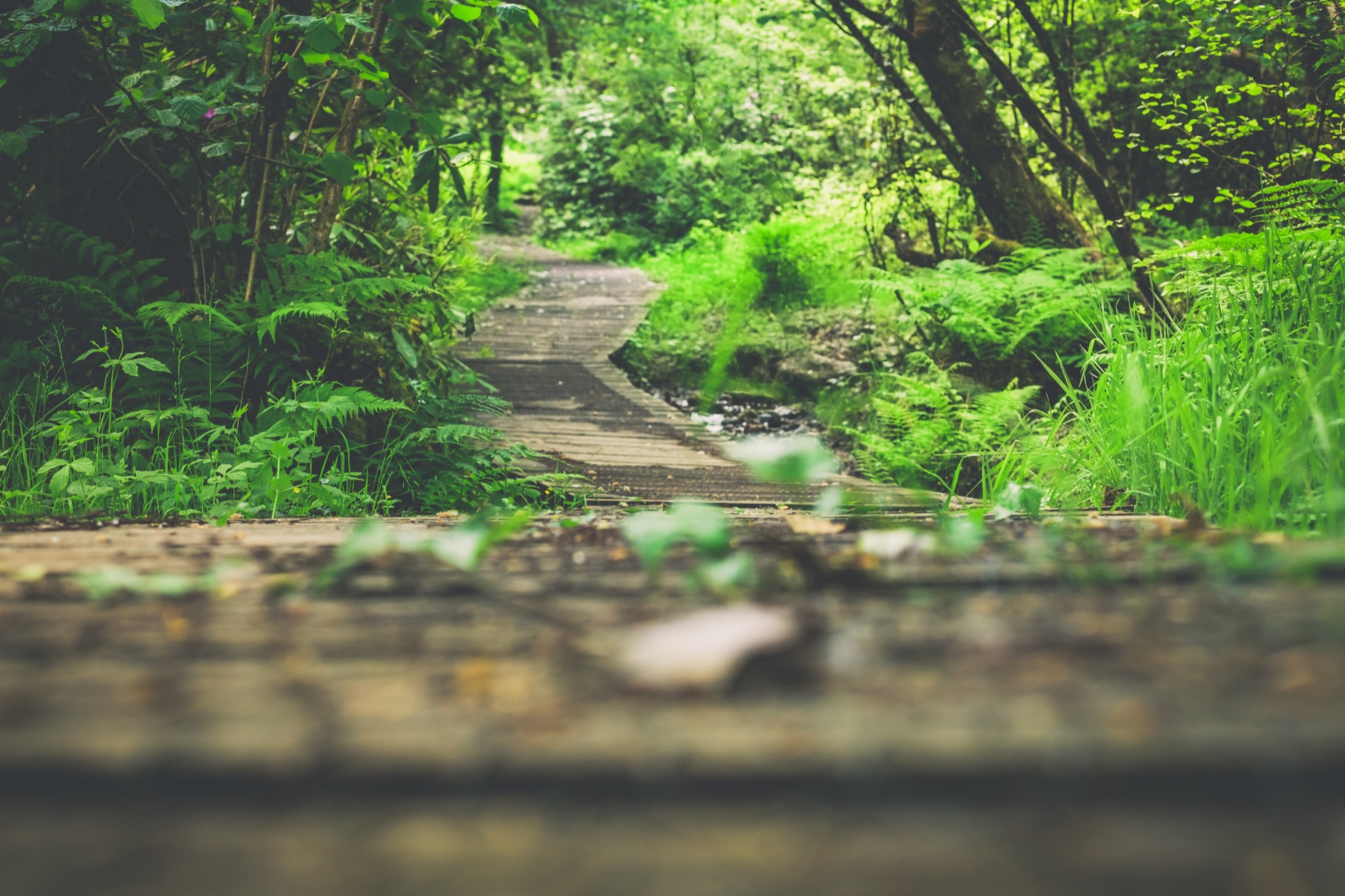 Adventure Lodge - woodland path